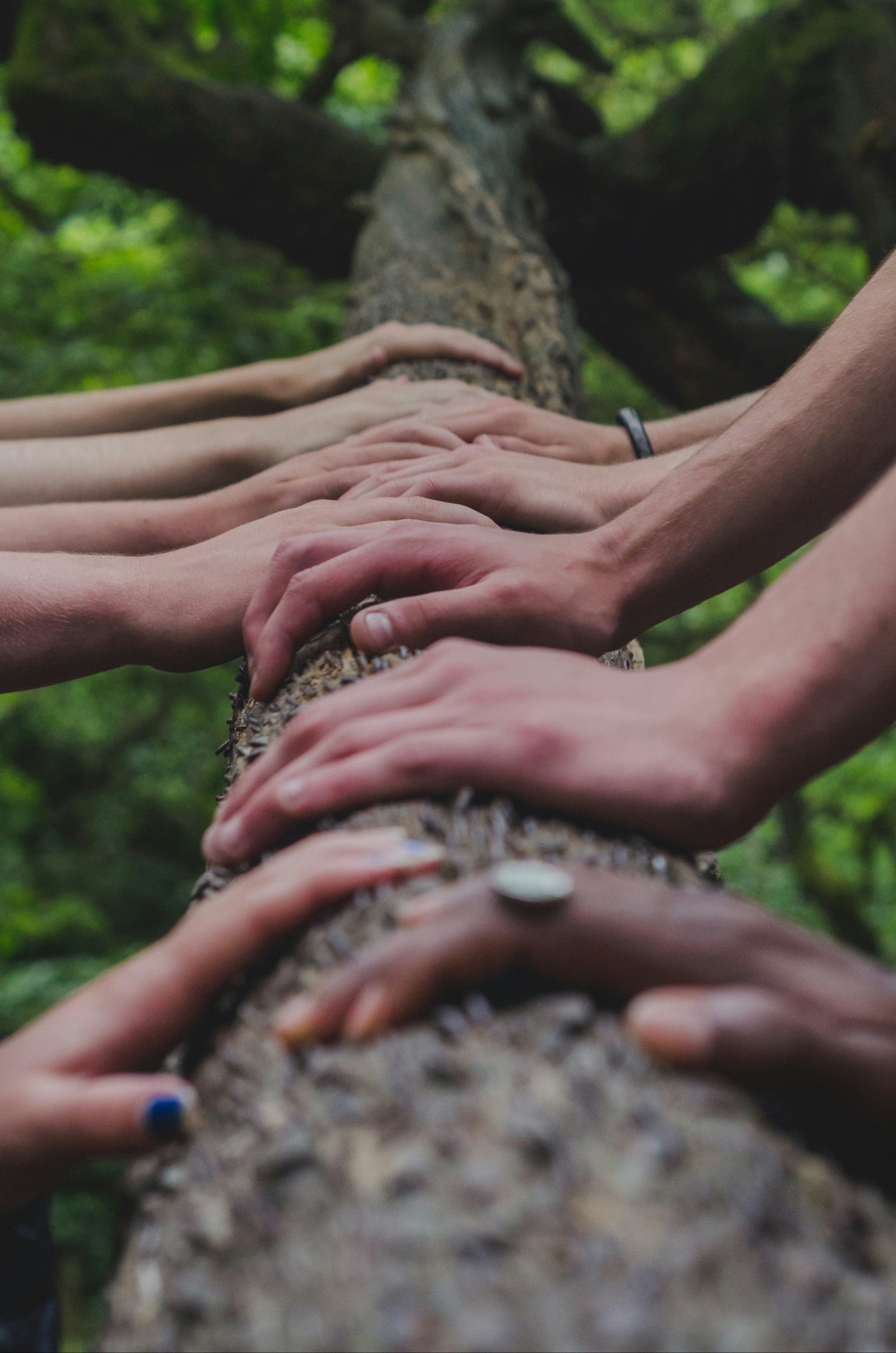 Hands of people on a tree, with green leaf canopy overhead